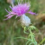 Centaurea deusta Çiçek