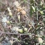 Centaurea diffusa Corteza