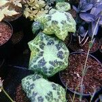 Podophyllum cv. 'Kaleidoscope' Blad