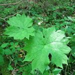 Diphylleia cymosa Hoja