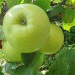 Malus domestica ᱡᱚ