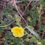 Helianthemum salicifolium Květ