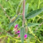 Clarkia unguiculata List
