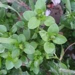 Cerastium brachypetalum Hoja