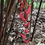 Heliconia trichocarpa Flor