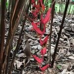 Heliconia trichocarpa