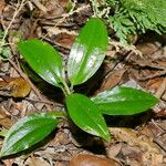 Hetaeria oblongifolia Hábito