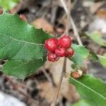 Quercus coccifera Anders