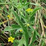 Cucumis ficifolius অভ্যাস