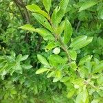 Prunus domestica Yaprak