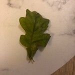 Quercus roburDeilen