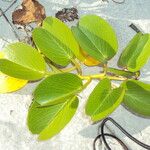 Ipomoea pes-caprae Feuille