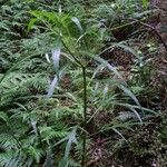 Solanum aviculare Levél