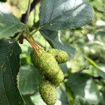 Alnus alnobetula Owoc