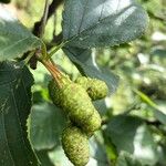 Alnus alnobetula Fruit