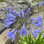 Agapanthus africanusCvet