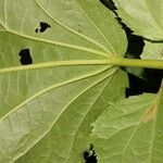 Eupatoriastrum nelsonii Leaf