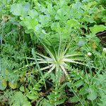 Raphanus sativus 葉