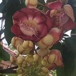 Couroupita guianensis Flors