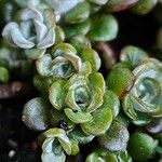 Sedum spathulifolium 叶