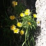 Buphthalmum salicifolium Flor