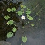 Nymphaea elegans Habitus