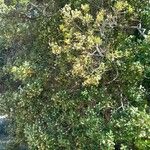 Myrceugenia exsucca Hábito