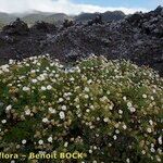 Argyranthemum haouarytheum Annet