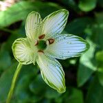 Parnassia grandifolia Flower