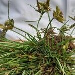 Cyperus flavescens Yaprak