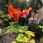 Tecoma capensis Flower