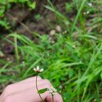 Persicaria sagittata Цвят