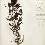 Melampyrum arvense Květ