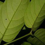 Salacia petenensis Leaf