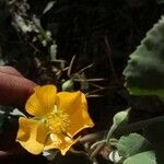 Abutilon hirtum Flower