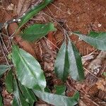 Dutailliopsis gordonii Hábito