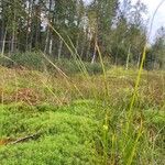 Carex pauciflora Blatt