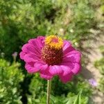 Zinnia elegansBlomst