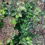 Origanum majorana Plod