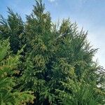 Cryptomeria japonica 形態