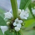 Lycopus uniflorus Flower