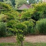 Acer shirasawanum Folha