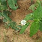 Aspilia bussei Flower