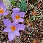 Crocus corsicus Flower