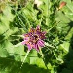 Tragopogon porrifolius 花