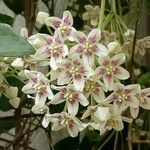 Parsonsia flexuosa 花