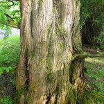 Metasequoia glyptostroboides പുറംതൊലി