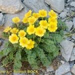 Geum reptans Habit