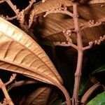 Miconia punctata Ffrwyth