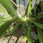 Yucca aloifolia Leaf